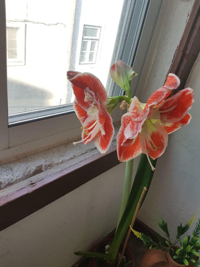 Homestay Beatu's Art Sweet Lisbon